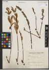 Foto von Salix purpurea L. x Salix repens L.